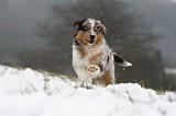 BERGER AUSTRALIEN PUPPIES 505